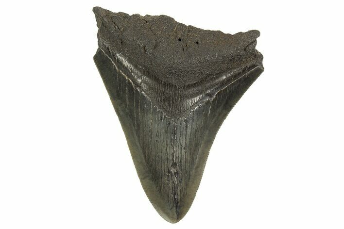 Serrated, Fossil Megalodon Tooth - South Carolina #321231